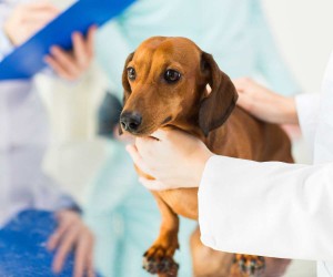 carrera-de-medicina-veterinaria