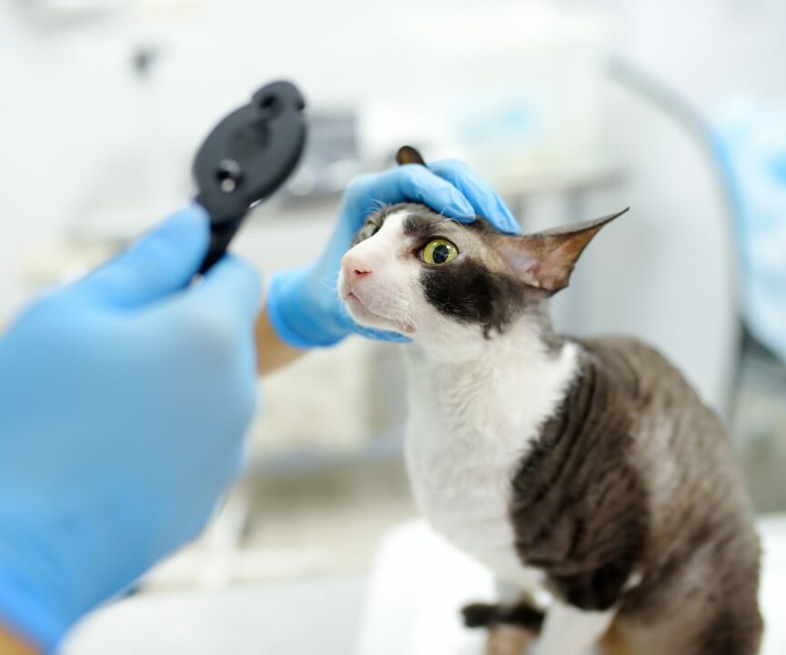 medicina veterinaria