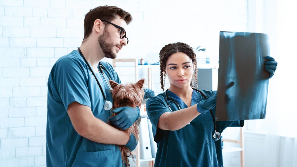 carrera-medicina-veterinaria